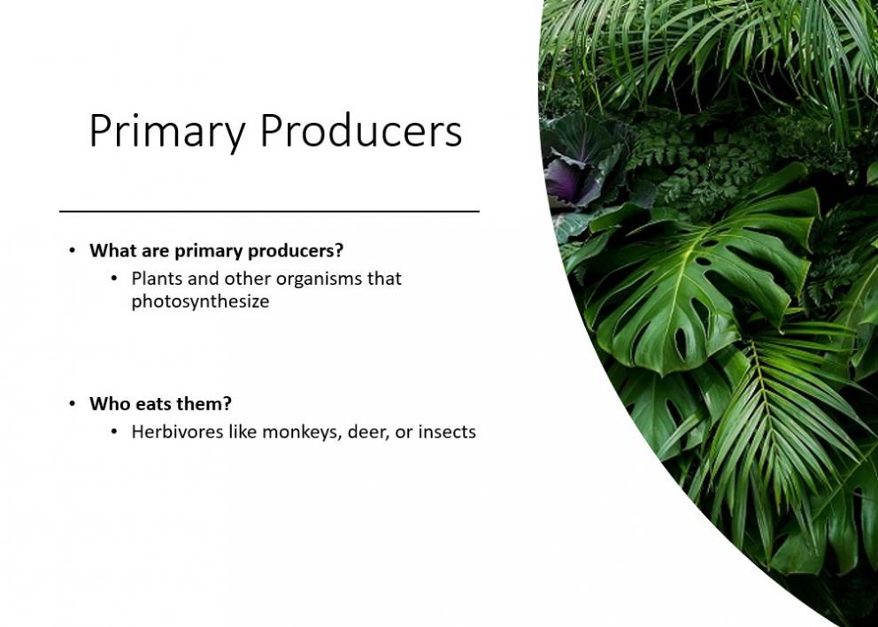 Primary Producers 