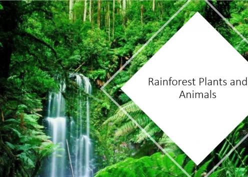 Rainforest Plants and Animals