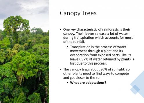 Canopy Trees